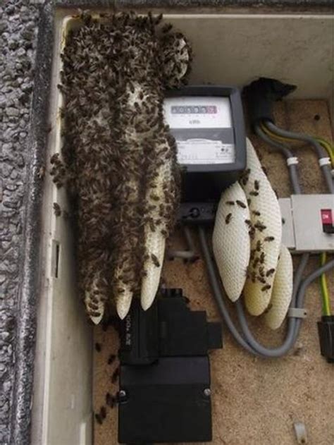 bees in electric meter box|bees in meter boxes.